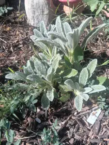 ironwort