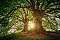 An Old Oak Tree Saved My Life & Bizarre Tie To My Dead Father